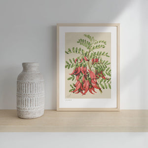 100%NZ Botanical Illustration Kakabeak A3 Print Art