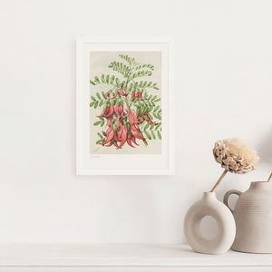 100%NZ Botanical Illustration Kakabeak A3 Print Art