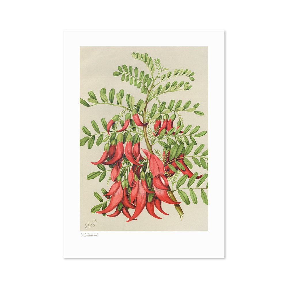 100%NZ Botanical Illustration Kakabeak A3 Print Art