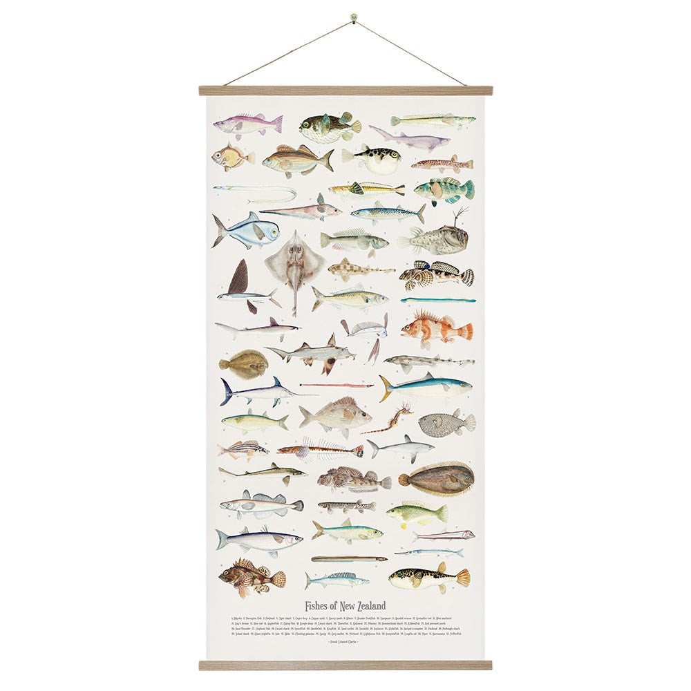 Fishes of New Zealand Wall Chart 100%NZ