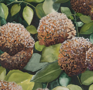 Bronze Hydrangea I - A2 Print - Leden