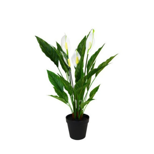 Flowering Spathiphyllum - Flowering Systems