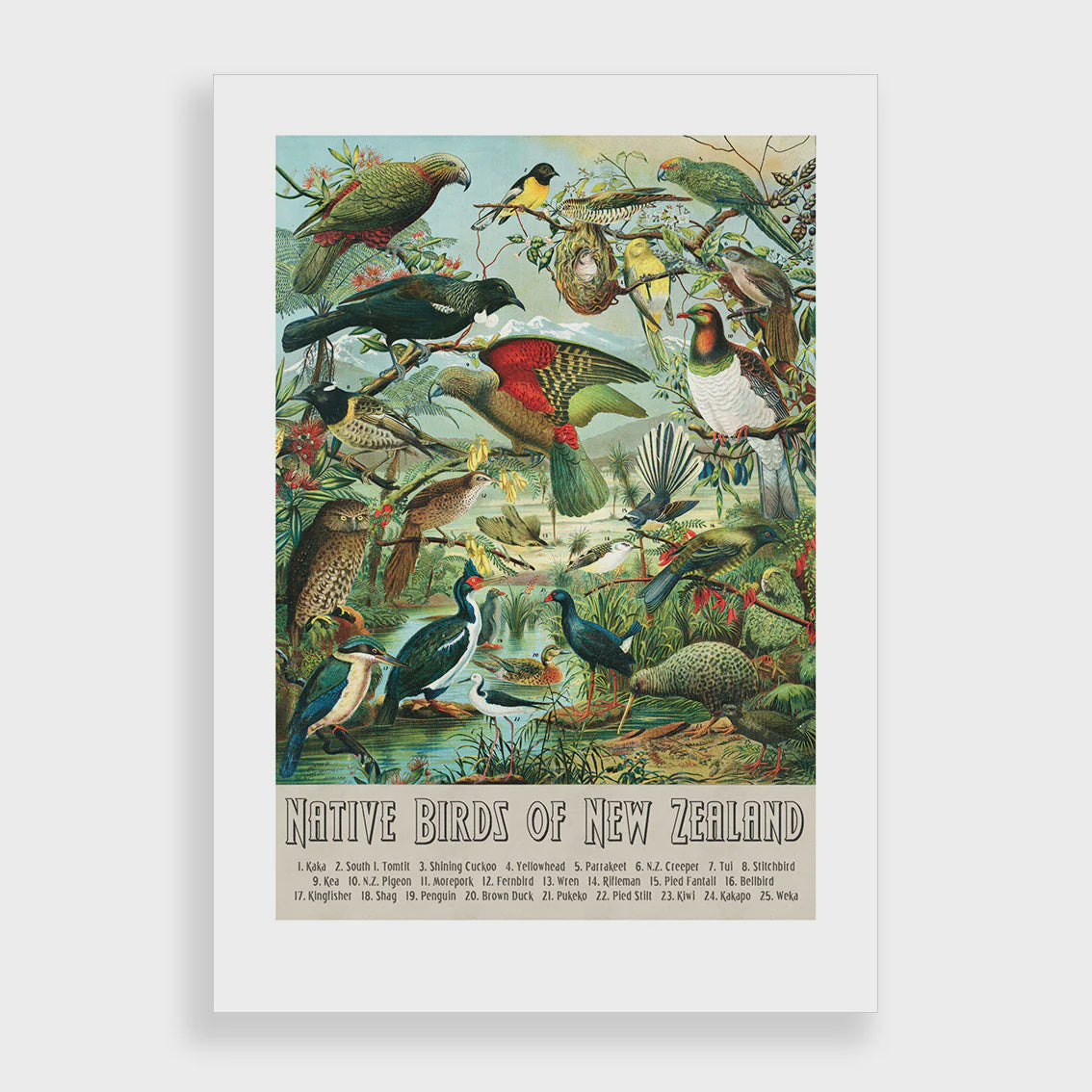 Native Birds of NZ A2 Print