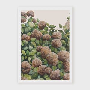 Bronze Hydrangea I - A2 Print - Leden