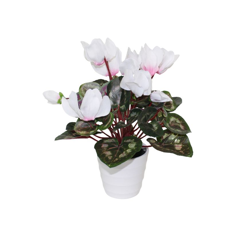 Flowering Cyclamen - Flower Systems