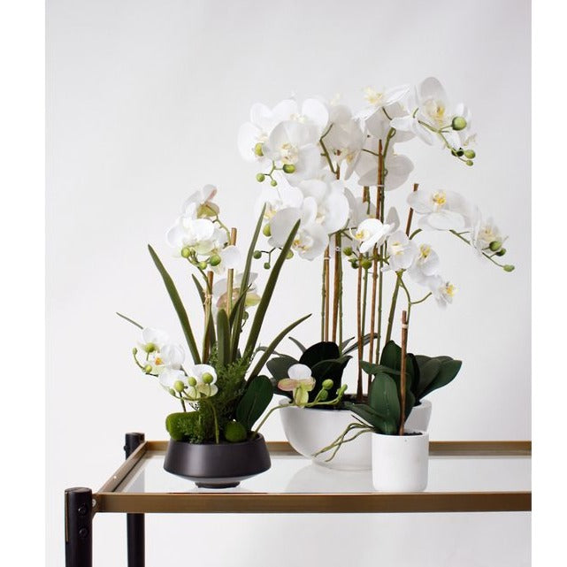 Phalaenopsis Orchid - 33cm - Flower Systems