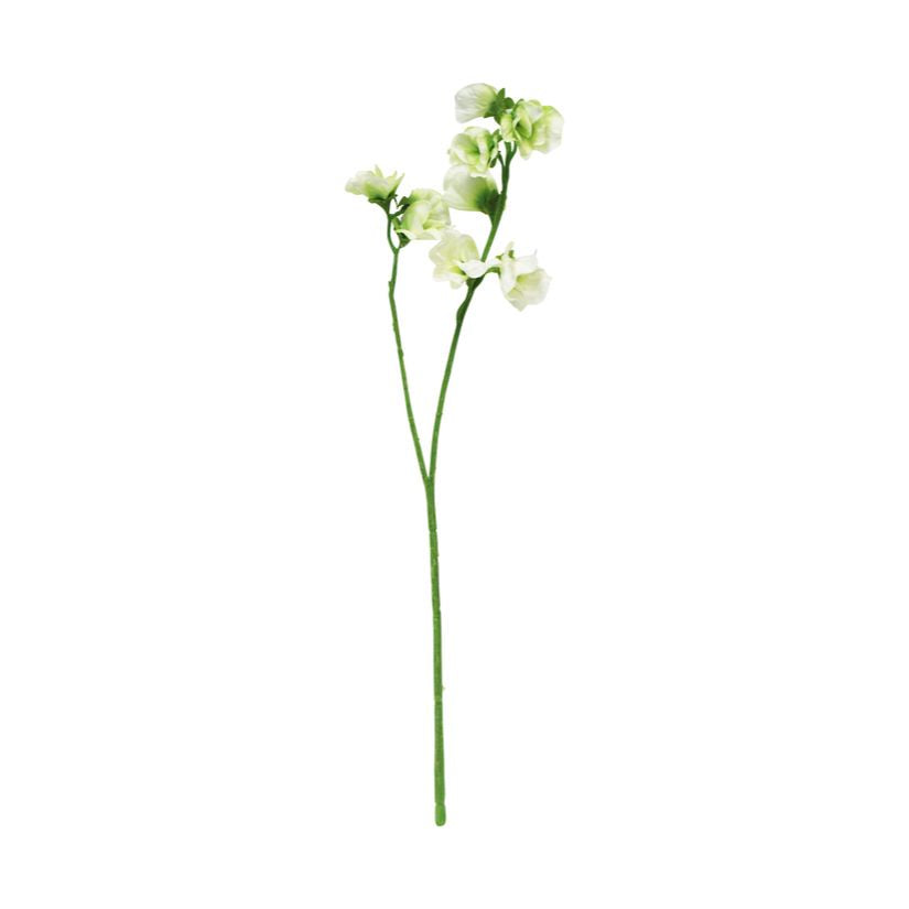 Sweet Pea Stem - Cream - Flower Systems