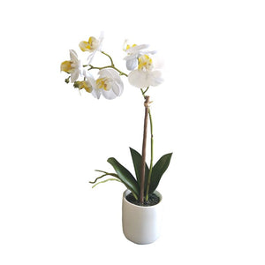 Phalaenopsis Orchid - 33cm - Flower Systems